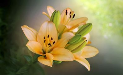 Yellow flowers, buds, blooming, portrait