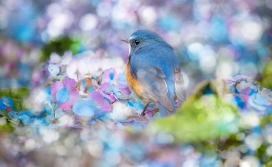 Bluebird, bokeh, cute