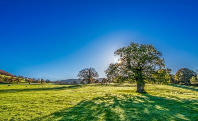 Yorkshire, clean blue sky, autumn, tree, landscape, 5k