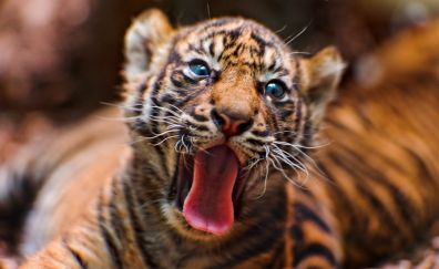 Baby tiger muzzle
