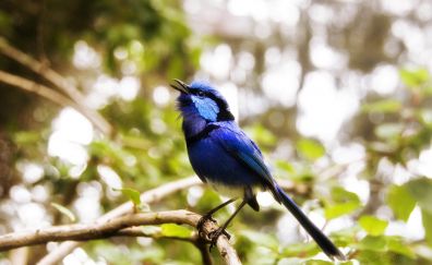Cafe poet, blue bird, beautiful