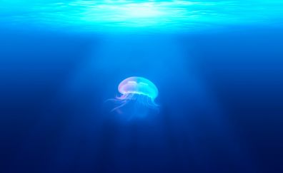 Underwater, fish, jellyfish
