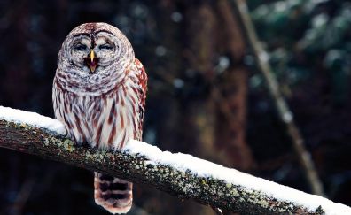 Winter, blur, yawn, owl, predator, bird