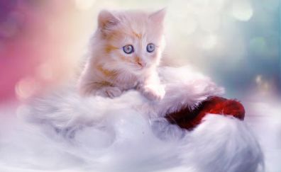 Kitten, cute furry animal