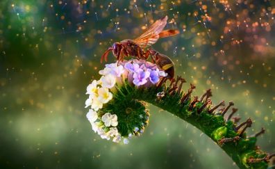 Bokeh, wasp, insect, flowers