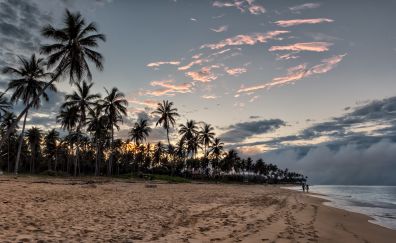 Sunset, beach, palm tree, sky, 4k