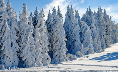 Wintry season, day, snow on trees, landscape, 4k