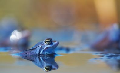 Frog, blue toad, animal, lake, reflections