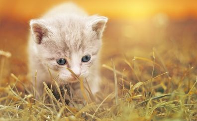 Cute kitten, walk, grass, animal
