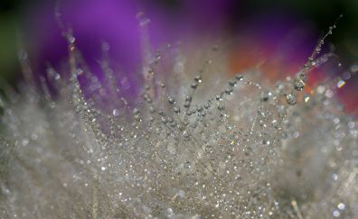 Dandelion threads, drops, beautiful
