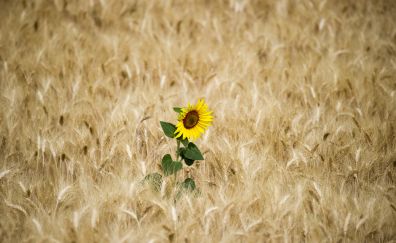 Wheat farm, sunflower, plant, flower