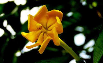 Yellow flower, boom, close up