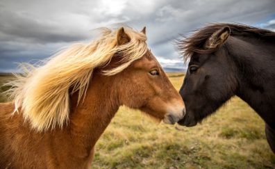 Ponny, horses, cute