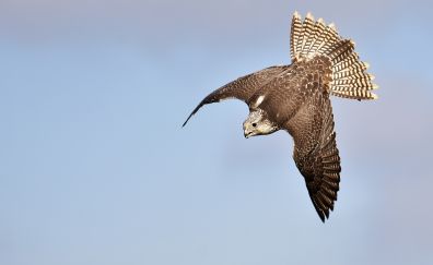 Falcon, raptor, predator, flight, 4k