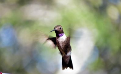 Hummingbird, flight, wings, bokeh