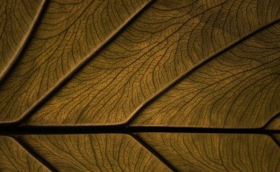 Leaf macro surface