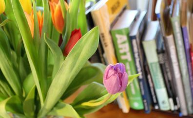 Pink tulip bud, books