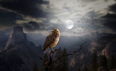Owl, moon, clouds, night, bird