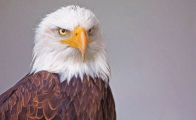 Bald eagle bird portrait