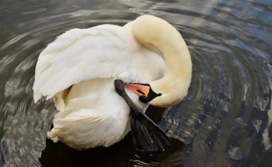 Swan, white birds, swimming