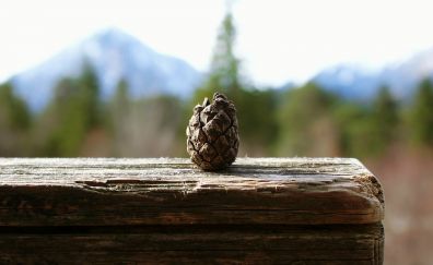 Pine cone, old