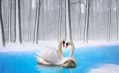 Swan, love birds