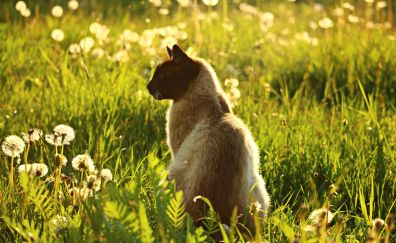 Siamese cat, meadow, plants