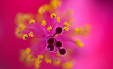 Pollen of pink flowers, close up