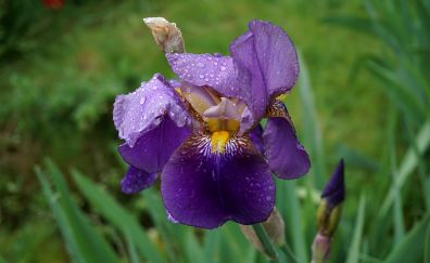 Water drops on iris flower