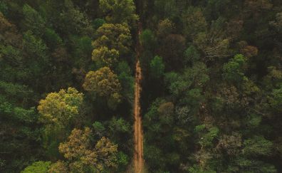 Trees, forest, dirt road, aerial view