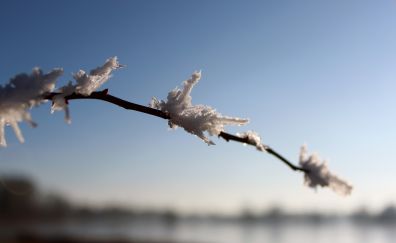 Snow frost, tree branch, winter