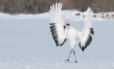 Japanese crane, walk, bird, wings