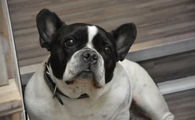 Bulldog, cute stare, sitting