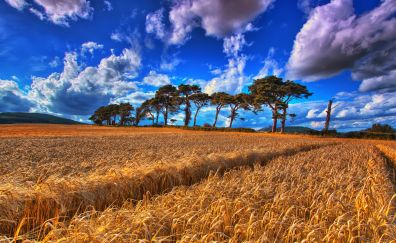 Golden wheat farm, blue skyline