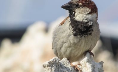 Sparrow bird, small bird, close up
