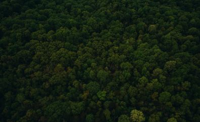 Trees, top view, green forest, nature