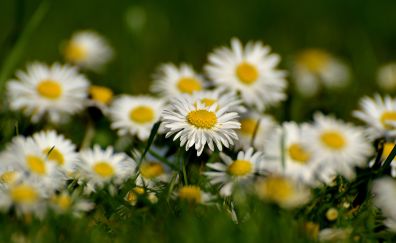 Daisy flowers, white flowers, blur
