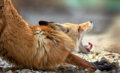 Lazy animal, yawn, red fox, animal