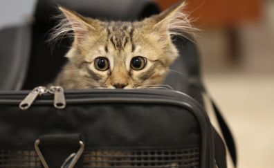 Kitten behind bag, animal