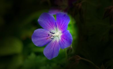 Purple flower, lone blossom, dark