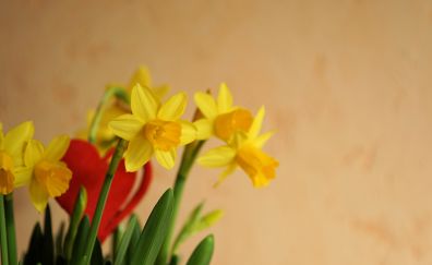 Yellow flower, Daffodil