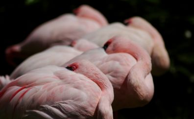 Pink flamingos bird