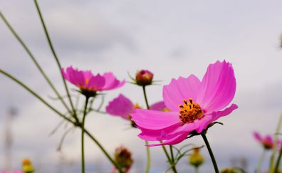 Pink, wild flowers