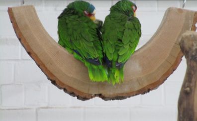 Green parrots, birds