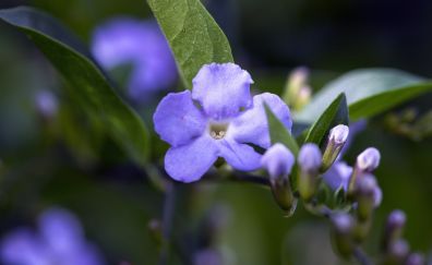 Purple flower, tree branch, macro