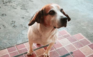 Beagle dog, cute stare, animal