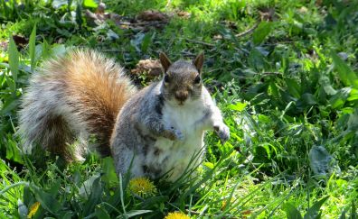 Squirrel, animals, small animal, plants, grass