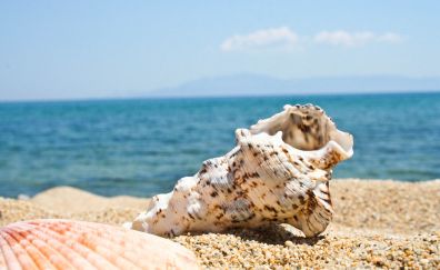 Seashell, sand, close up