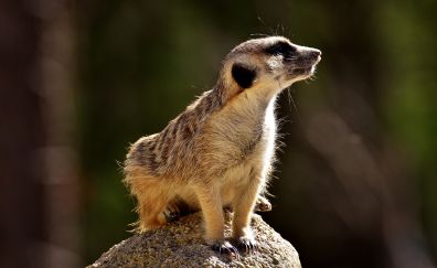 Meerkat, wild animal, sitting on stone