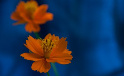 Orange flowers, small plant, blur